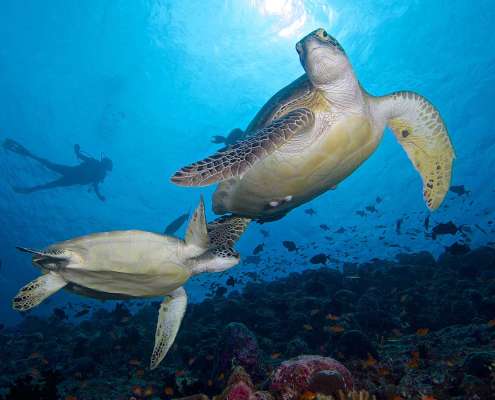 Caves Dive with Turtles at Kuredu