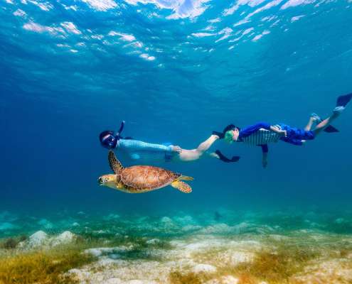 Snorkelling_Turtles Snorkelling at Kuredu Lagoon with Turltes