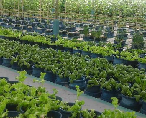 greenhouse2_kuredu1600x900 Sustainability at Kuredu Maldives Resort