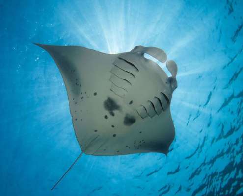 mantaray_1 Maldives Manta Rays at Kuredu