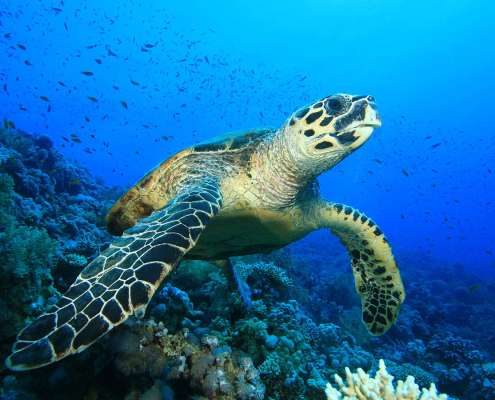 turtle-1 Dive with Hawksbill Turtles Maldives