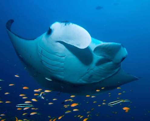Kuredu Maldives Diving Manta Ray