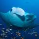 Kuredu Maldives Diving Manta Ray