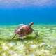 Kuredu Maldives Resident Turtles