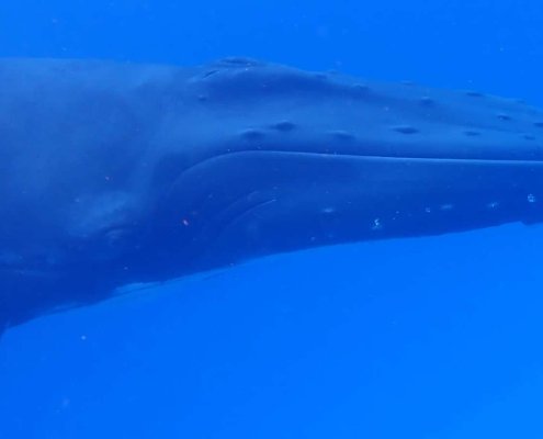 Humpback Whale Kuredu Maldives Prodivers
